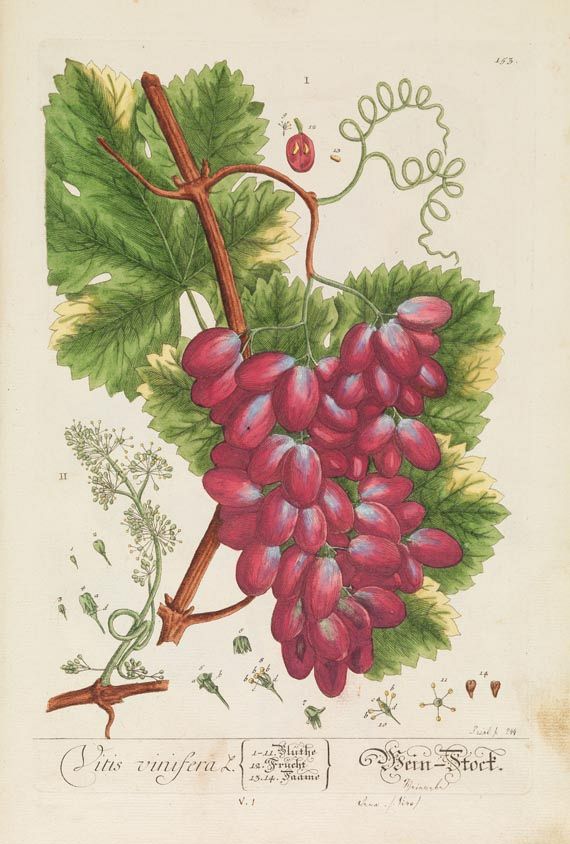 Elisabeth Blackwell - Herbarium Blackwellianum, 6 Bde. 1750. - Altre immagini