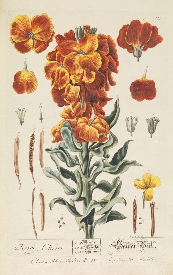 Elisabeth Blackwell - Herbarium Blackwellianum, 6 Bde. 1750. - Altre immagini