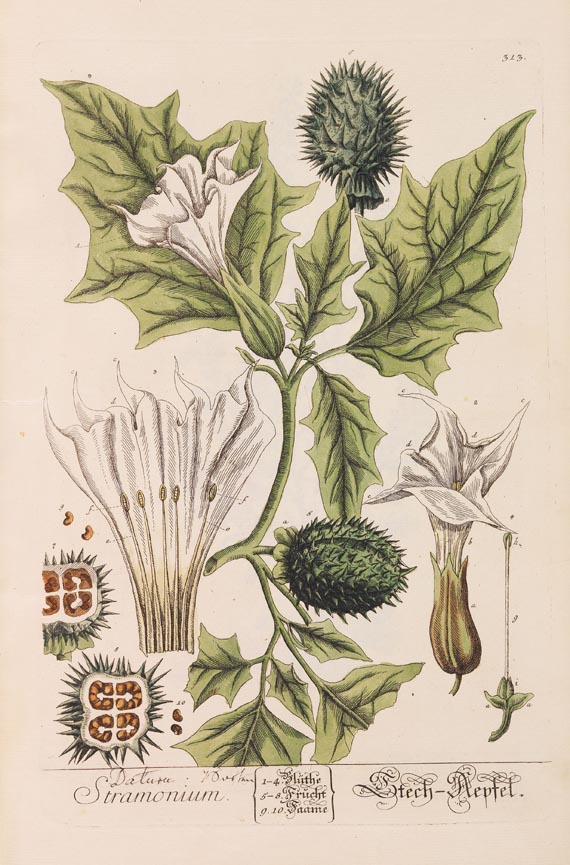   - Herbarium Blackwellianum. 6 Bde. 1750 - Altre immagini