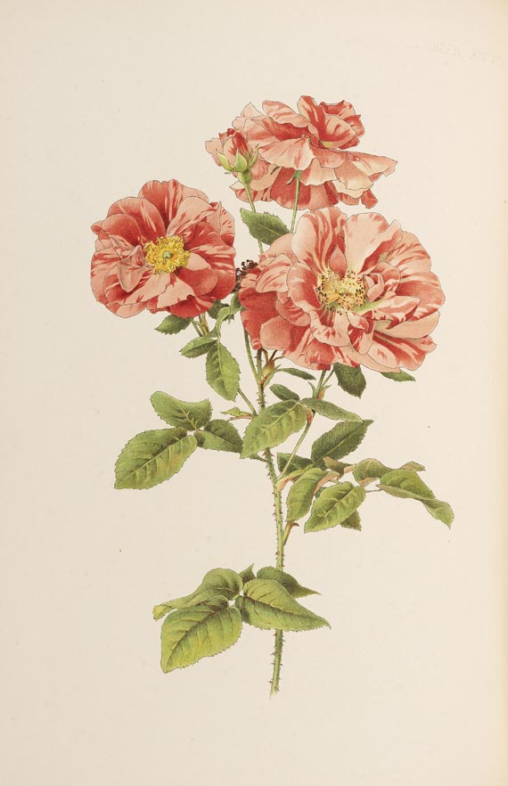 Ellen Willmott - The Genus Rosa, 2 Bde., 1914 - Altre immagini