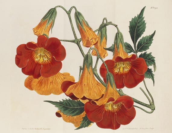 William Curtis - The botanical magazine, 1790-1838. Zus. 66 in 45 Bdn. - Altre immagini