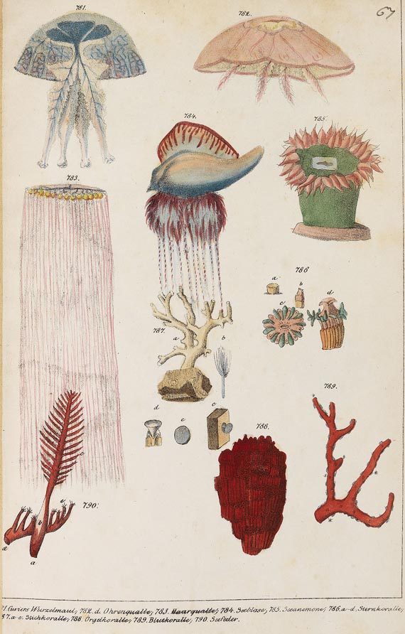   - Die Naturgeschichte. 1831-1842. 6 Bde. - Altre immagini