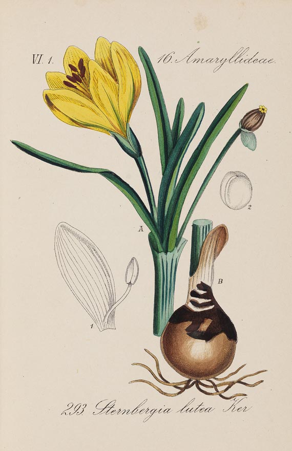 Diedrich Franz Leonhard von Schlechtendal - Flora von Deuschland. 1880-1808. 30 Bde. und Register - Altre immagini