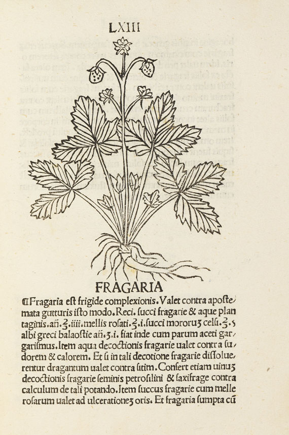   - Herbarium. 1491   17(11) - Altre immagini