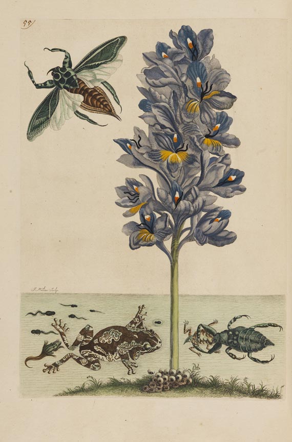 Maria Sibylla Merian - Surinaamsche Insecten. Amsterdam 1730. - Altre immagini