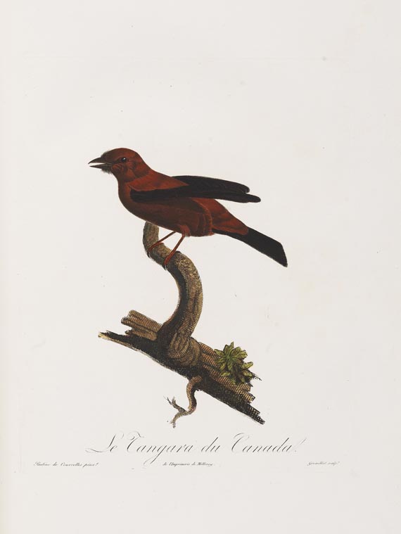 Anselme-Gaetan Desmarest - Histoire naturelle des Tangaras, des Manakins et des Todiers. 1805-07. - Altre immagini