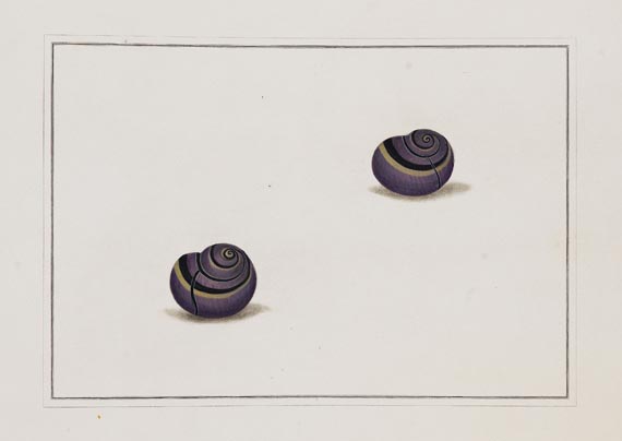 Thomas Martyn - Original watercolours for shells. Um 1784. - Altre immagini