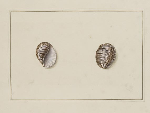 Thomas Martyn - Original watercolours for shells. Um 1784. - Altre immagini