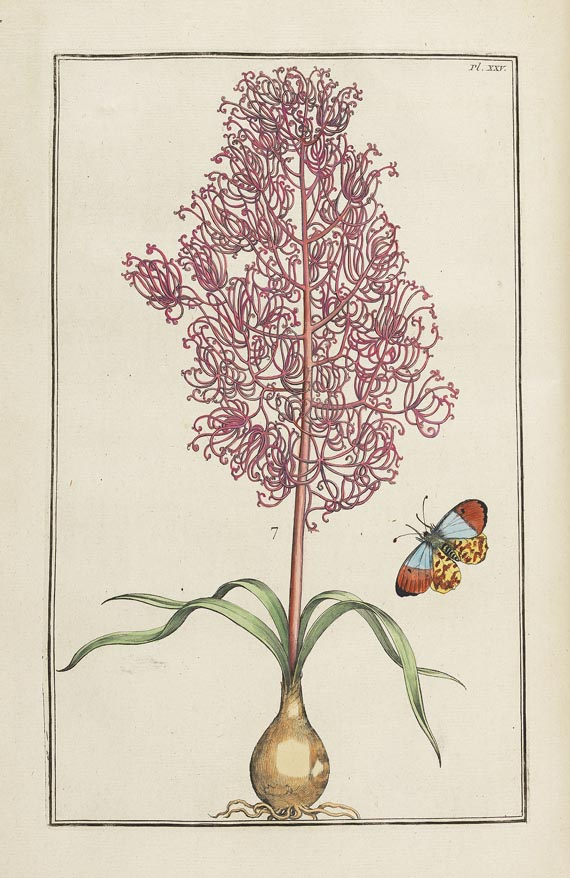 Maria Sibylla Merian - Histoire générale des insectes. 1771. - Altre immagini