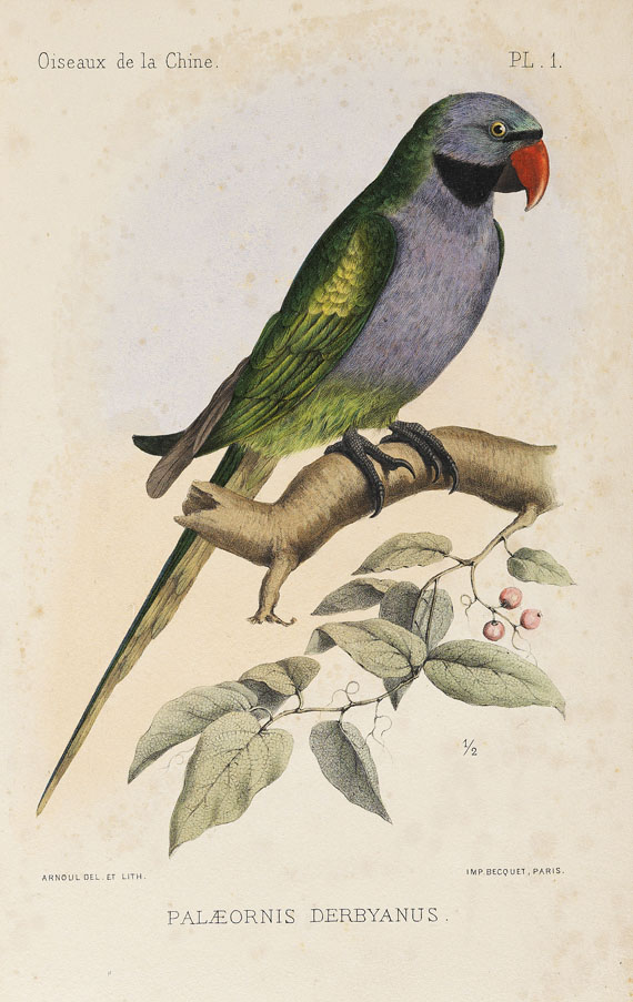 Armand David - Oiseaux de la Chine. 1877. - Altre immagini