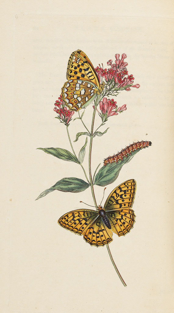E. Donovan - Natural history of british insects. 8 Bde. 1794-1813. - Altre immagini