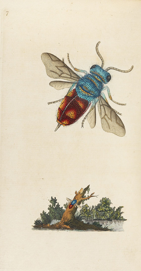 E. Donovan - Natural history of british insects. 8 Bde. 1794-1813. - Altre immagini