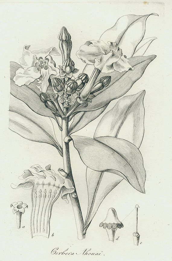 Trattinnick, L. - Gartenpflanzen. 1821
