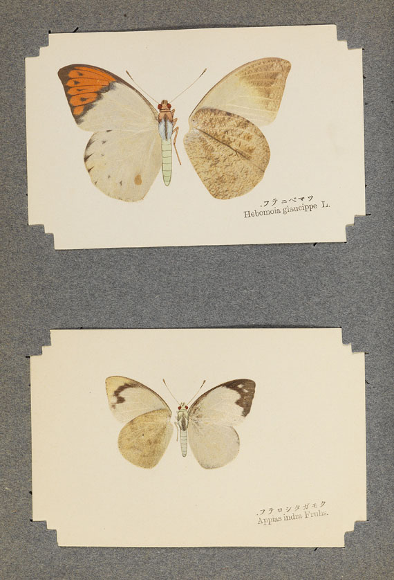 Japanische Schmetterlingssammlung - Japanische Schmetterlingssammlung