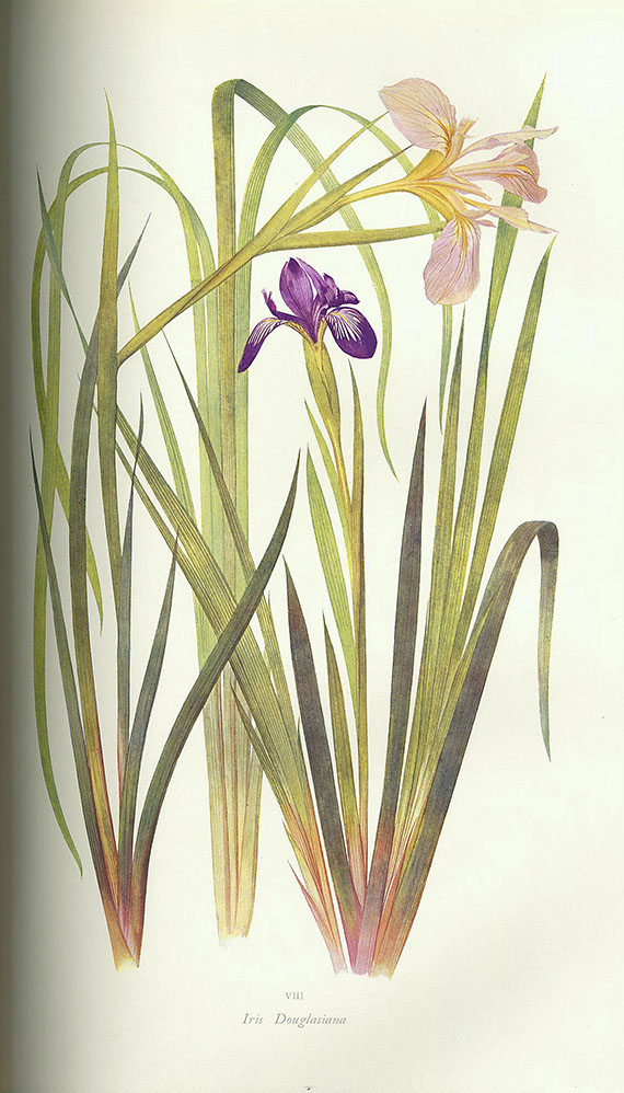 William Rickatson Dykes - The Genus Iris. 1913