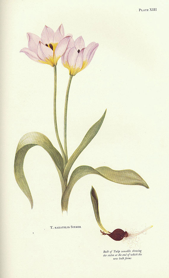 William Rickatson Dykes - Notes on tulip species. 1930