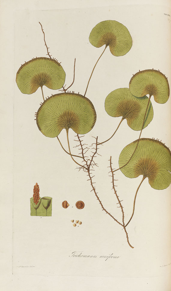 William Jackson Hooker - History of Ferns. 2 Bde. 1831