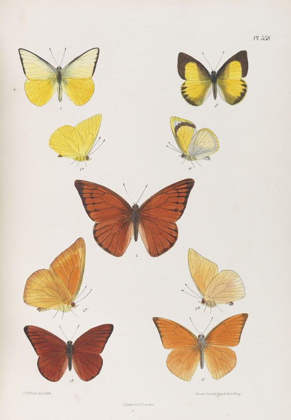 Frederic Moore - Lepidoptera Indica. 1890-1913. 10 Bde..