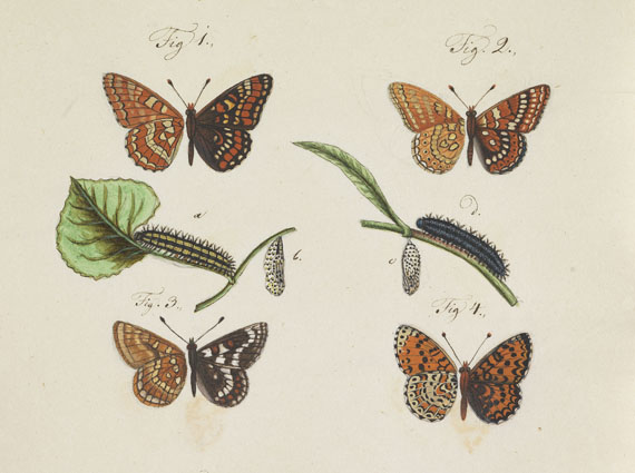   - Slg. ca. 80 Bll. Schmetterlings-Aquarelle. Um 1740-1790. - Altre immagini