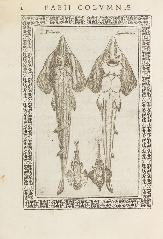 Fabius Columna - Phytobasanos sive Plantarum. 1592. - Altre immagini