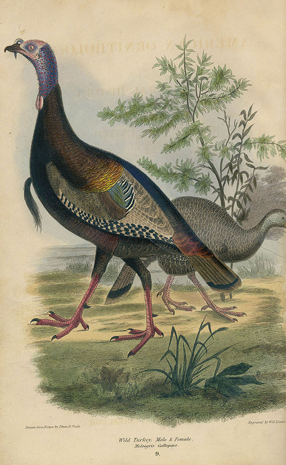 Alexander Wilson - American ornithology. 1832. 3 Bde. - Altre immagini