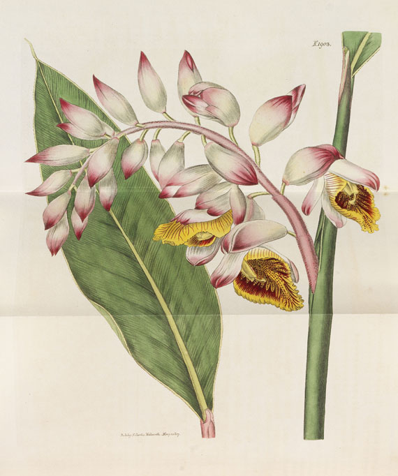 William Curtis - The Botanical Magazine. 46 Bde. 1787-1842. - Altre immagini