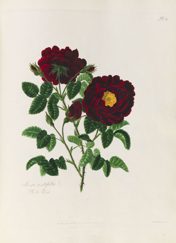 Mary Lawrance - A collection of roses. 1799. - Altre immagini