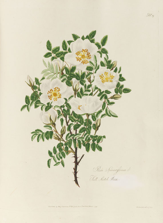 Mary Lawrance - A collection of roses. 1799. - Altre immagini