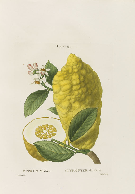 Henri Louis Duhamel du Monceau - Trait des arbres et arbustes. 7 Bde. 1800-1819. - Altre immagini