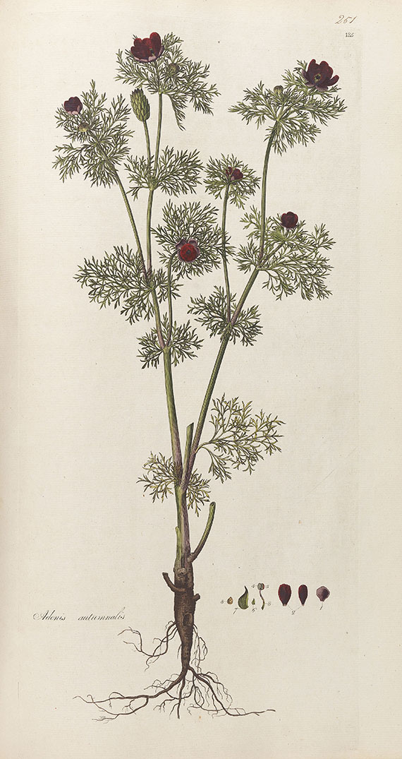 William Curtis - Flora Londinensis. 2 Bde. 1775-1798. - Altre immagini