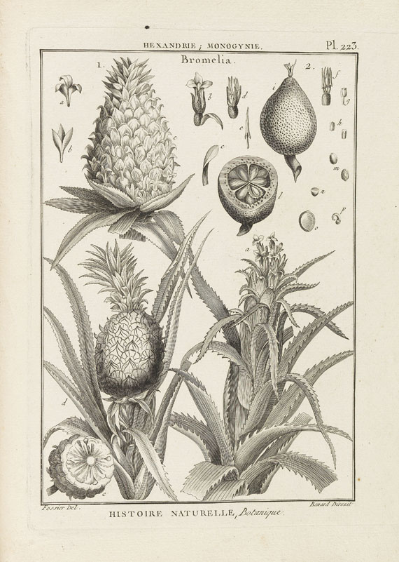 J. B. A. P. Monnet de Lamarck - Tableau Encyclopedique et methodique. 10 Bde. 1791-1823. - Altre immagini