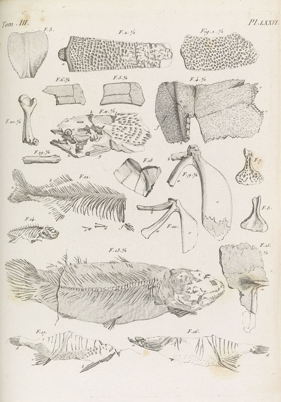 Georges Cuvier - Ossemens fossiles. 7 Bde. 1825 - Altre immagini