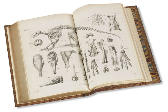 Georges Cuvier - Ossemens fossiles. 7 Bde. 1825 - Altre immagini