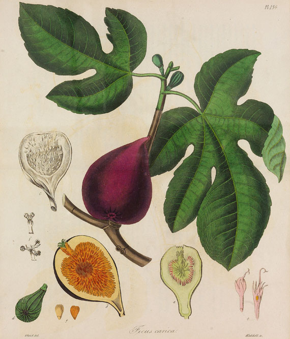 J. Stephenson - Medical botany. 4 Bde. 1834-36