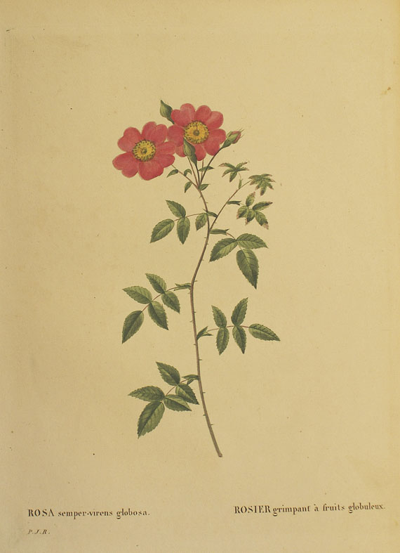  Blumen und Pflanzen - Ca. 290 Bll. Blumen (Weinmann, Blackwell, Redouté etc.). - Altre immagini