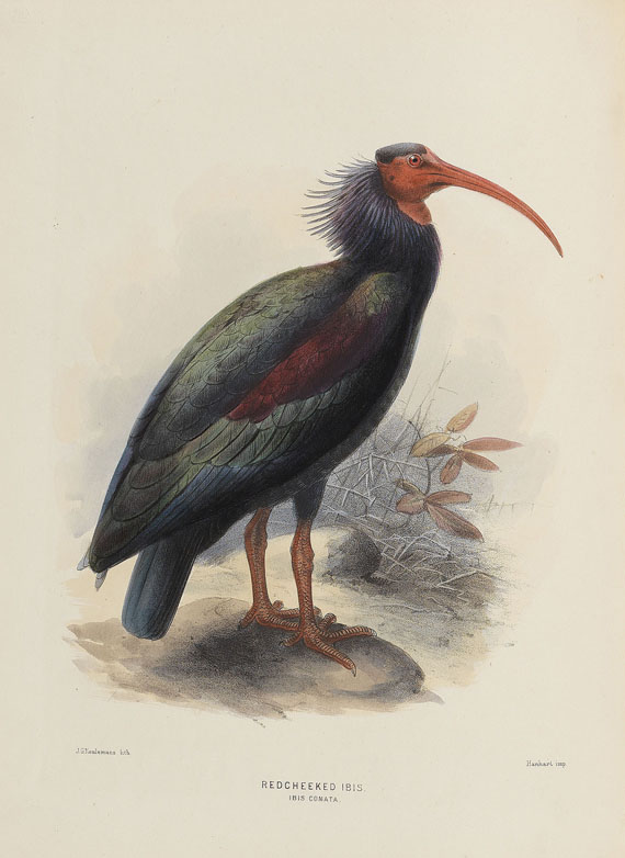 Henry Eeles Dresser - Birds of Europe. 9 Bde. - Altre immagini