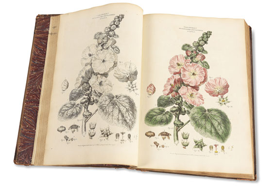 John Miller - Illustratio systematis sexualis Linnaei, 2 Bde. 1770-1780.