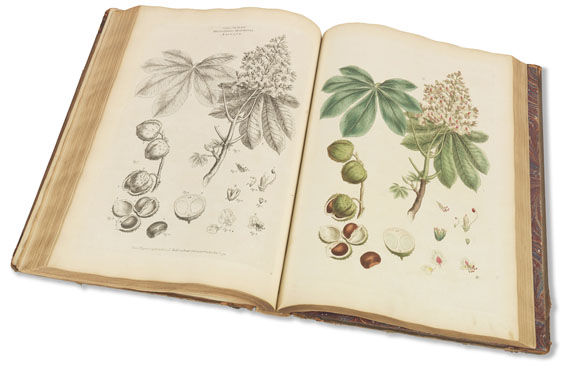 John Miller - Illustratio systematis sexualis Linnaei, 2 Bde. 1770-1780. - Altre immagini