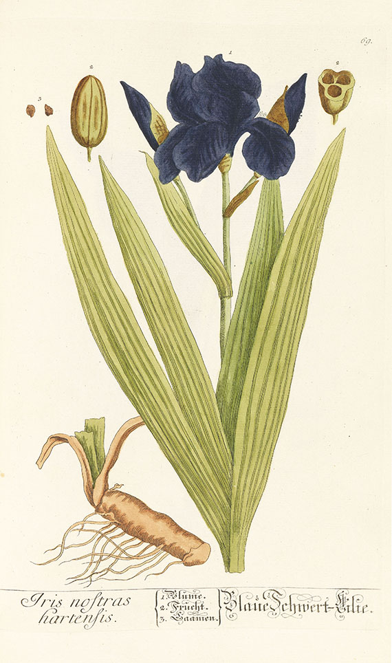 Elisabeth Blackwell - Herbarium, 6 Centurien (Tafeln) in 2 Bdn. - Altre immagini
