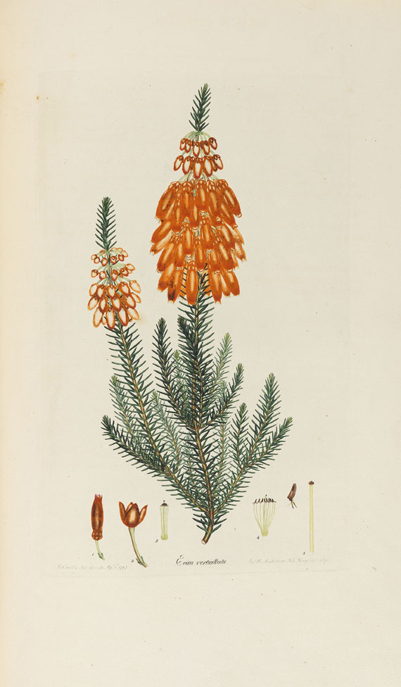 Henry Charles Andrews - Coloured engravings of heaths - Altre immagini