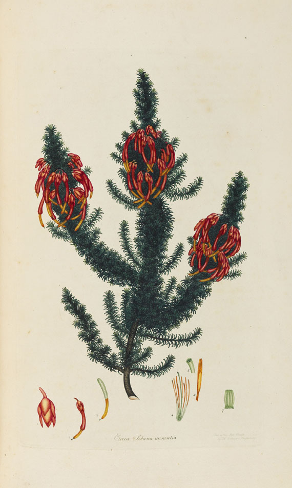 Henry Charles Andrews - Coloured engravings of heaths - Altre immagini