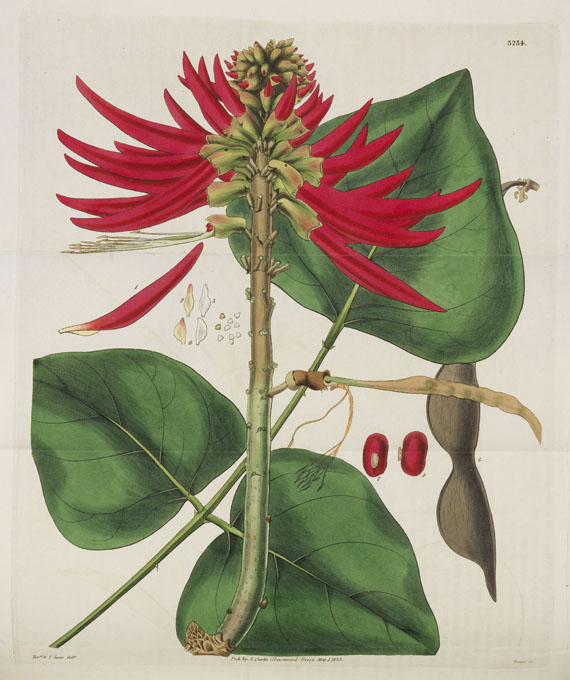 William Curtis - Botanical Magazine, Bd 1 - 53. 40 Bde. - Altre immagini