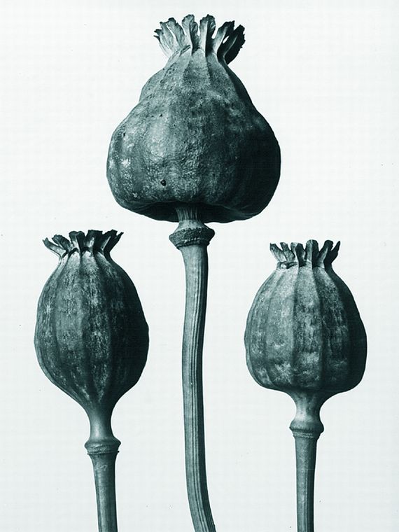 Karl Blossfeldt - Papaver orientalis (Mohn)