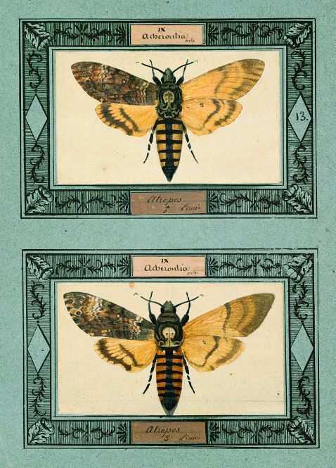 Schmetterlinge - 28 Bögen mit 45 mont. Bll. Schmetterlingsdarstellungen, sowie 1 Bl. Titel (hs.): Insecta Lepidoptera Europeae secundum classificationem.