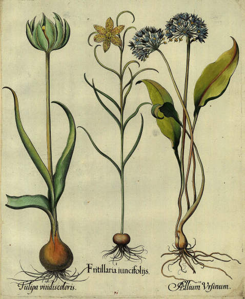 Basilius Besler - Fritillaria iuncifoliis/Fritillarie mit geöffneter Blüte.