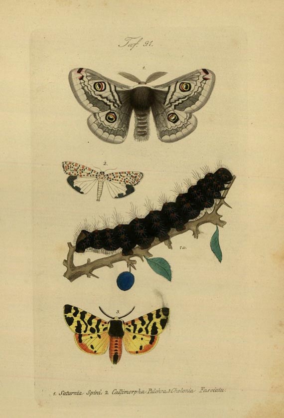 J. C. Kayser - Deutschlands Schmetterlinge. 1860