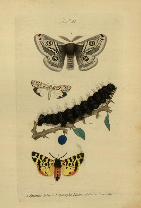 J. C. Kayser - Deutschlands Schmetterlinge. 1860