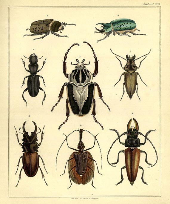 Lorenz Oken - Naturgeschichte, 2 Bde. 1843