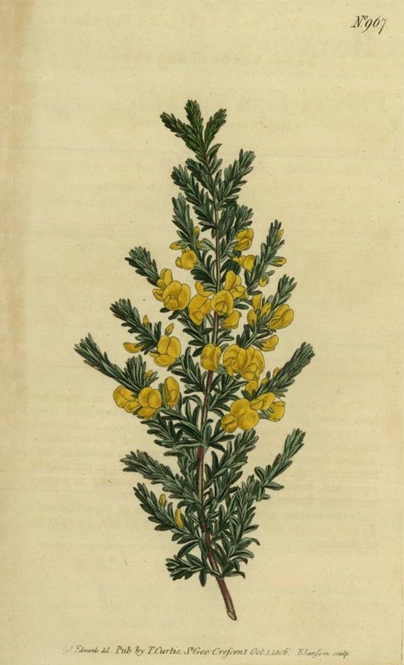 William Curtis - Botanical magazine. 1807