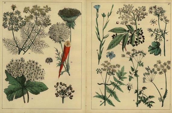 Thomas Driendl - Naturgeschichte der Pflanzen. 1850